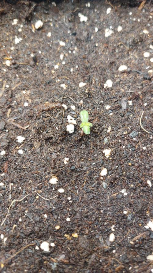 Sensi Seeds x Champelli. Week 0