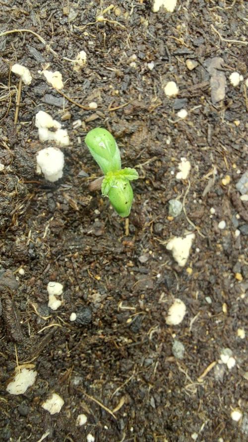 Sensi Seeds x Champelli. Week 0