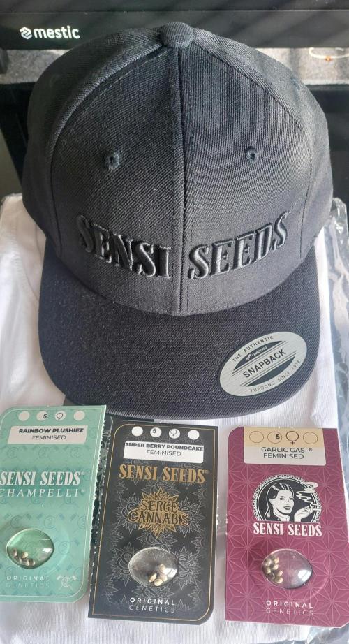 Sensi Seeds x Champelli. Week 0