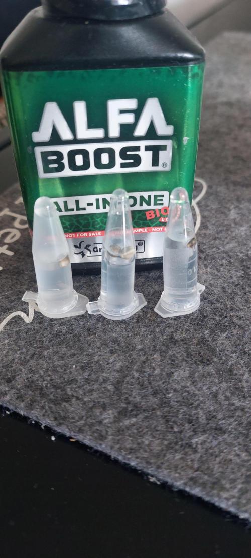 Sensi Seeds x Serge Cannabis. Week 0