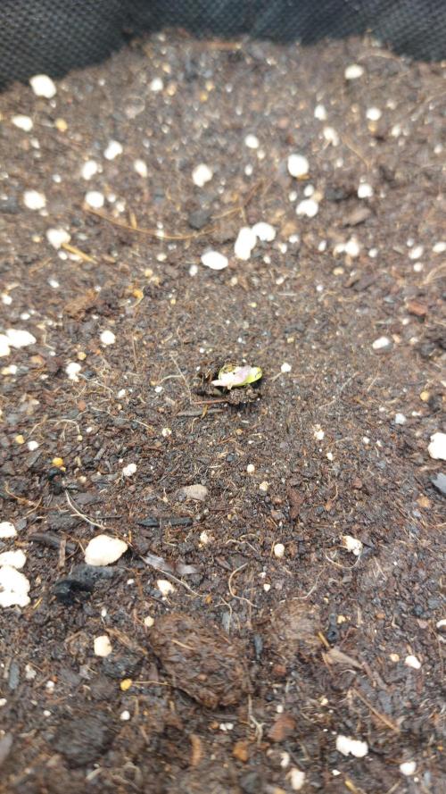 Sensi Seeds x Serge Cannabis. Week 0