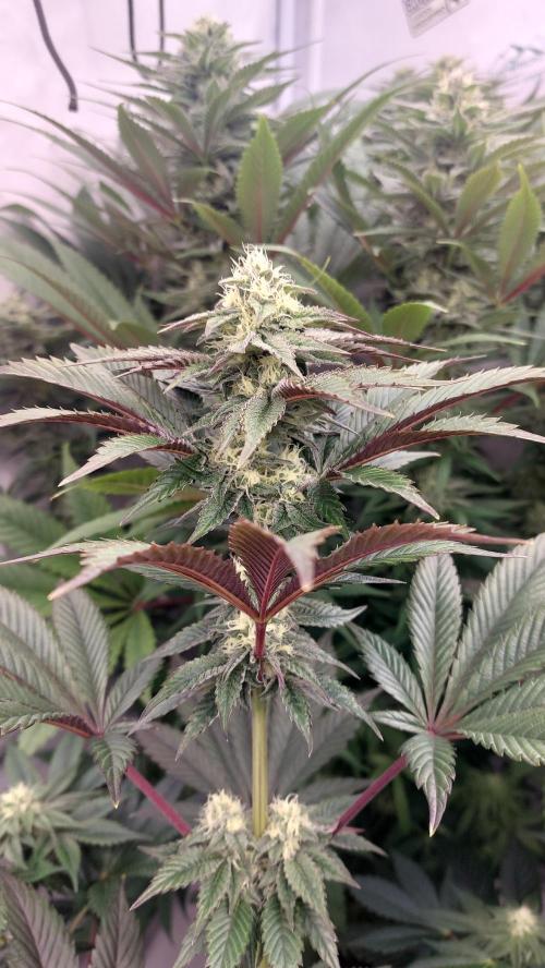 Mix Run. Week 12 - Permanent Marker x Tropicana Cookies 