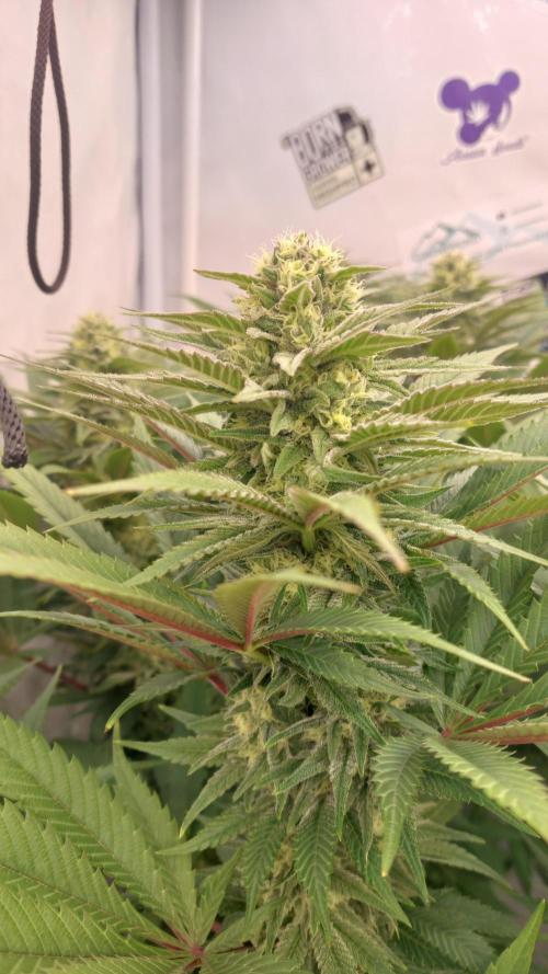Mix Run. Week 12 - Mental Rainbow F1 