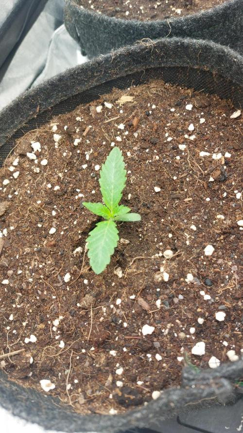 Sensi Seeds x Champelli. Week 1