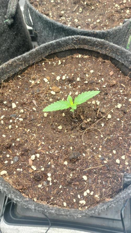 Sensi Seeds x Champelli. Week 1