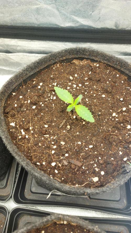 Sensi Seeds x Serge Cannabis. Week 1
