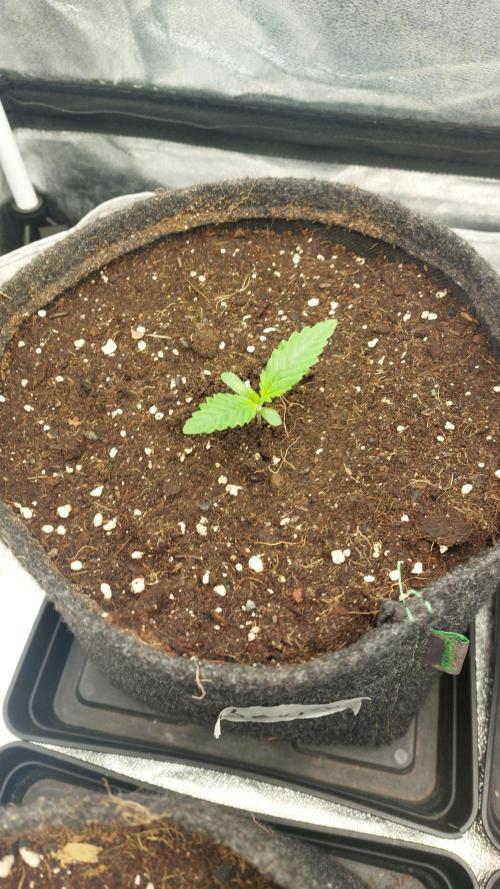 Sensi Seeds x Serge Cannabis. Week 1