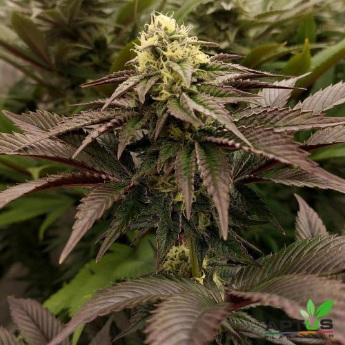 Mix Run. Week 13 - Permanent Marker x Tropicana Cookies 