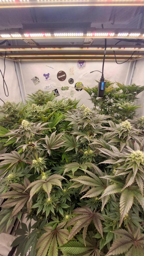 Mix Run. Week 13