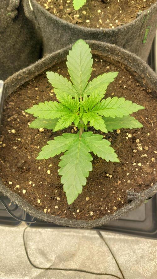 Sensi Seeds x Champelli. Week 2