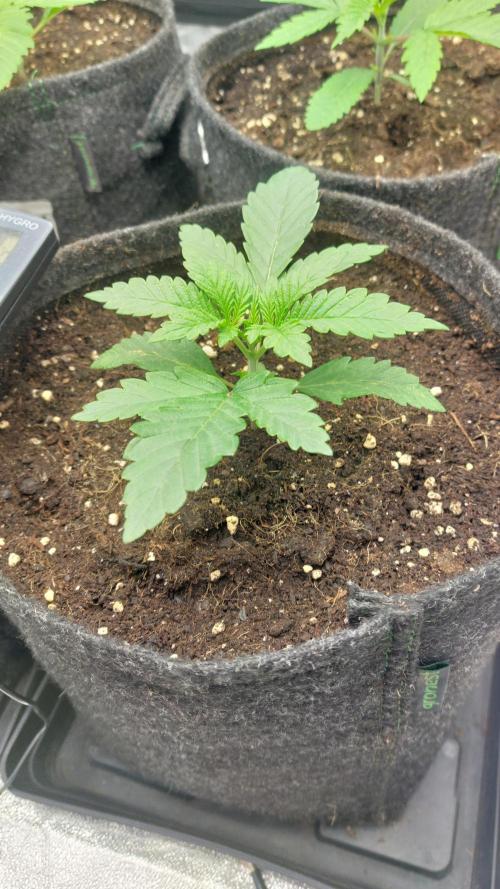 Sensi Seeds x Champelli. Week 2