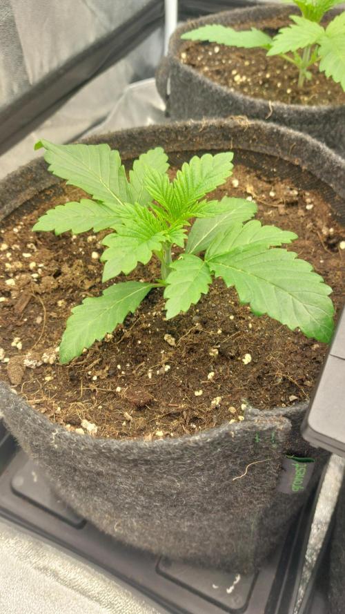 Sensi Seeds x Champelli. Week 2