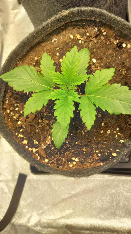 Sensi Seeds x Champelli. Week 2