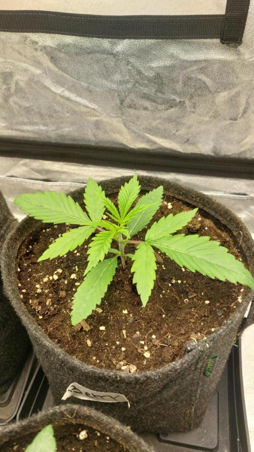 Sensi Seeds x Serge Cannabis. Week 2