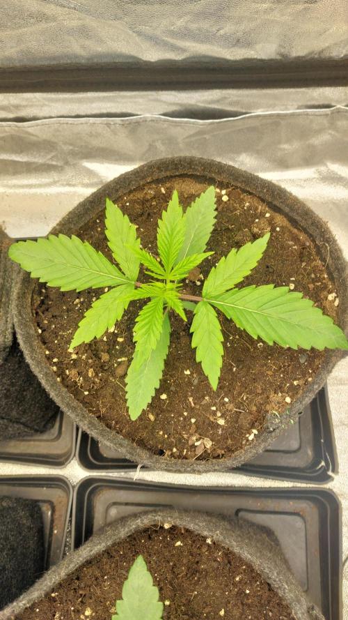 Sensi Seeds x Serge Cannabis. Week 2