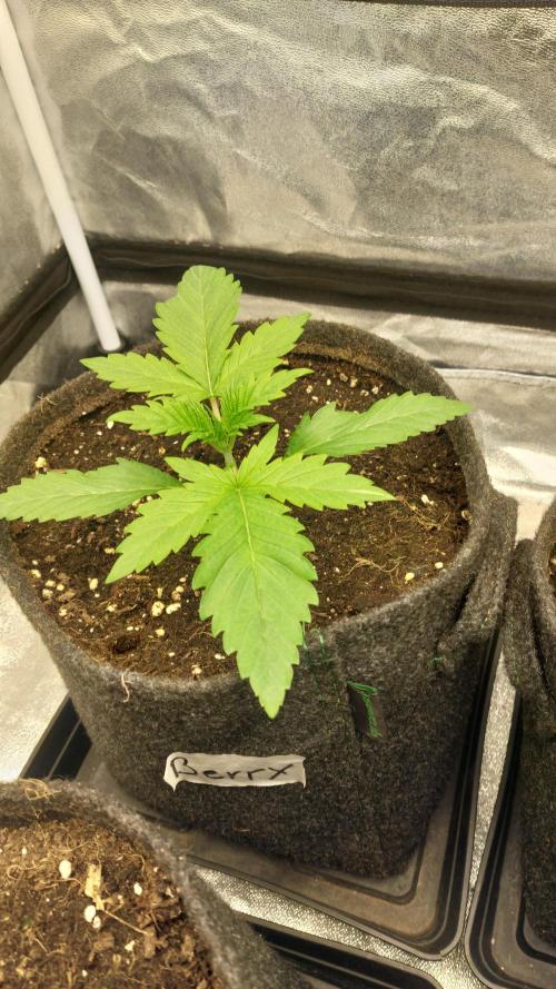 Sensi Seeds x Serge Cannabis. Week 2