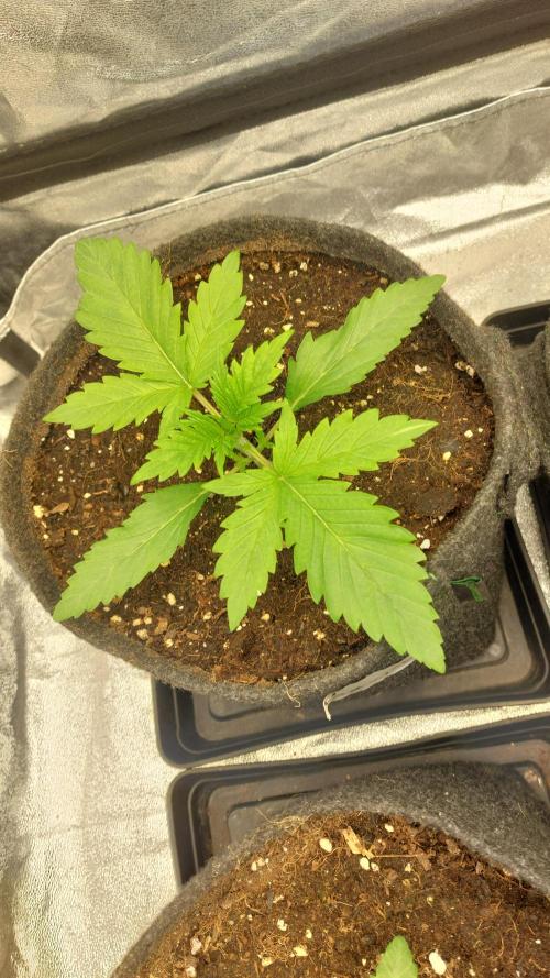 Sensi Seeds x Serge Cannabis. Week 2