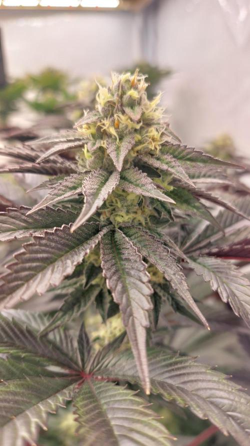 Mix Run. Week 14