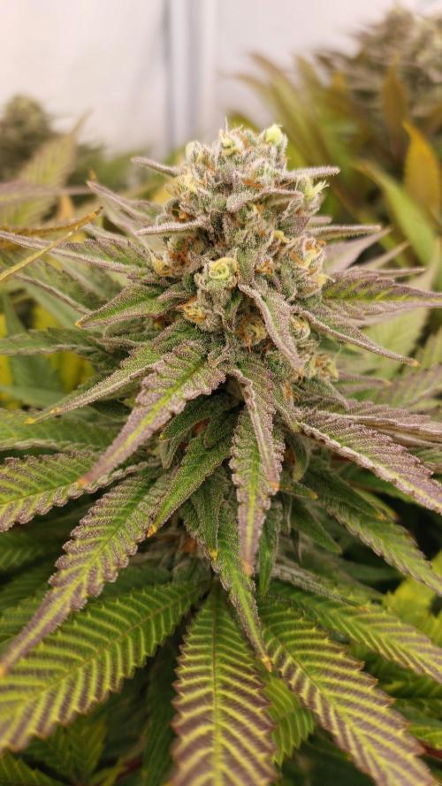 Mix Run. Week 14