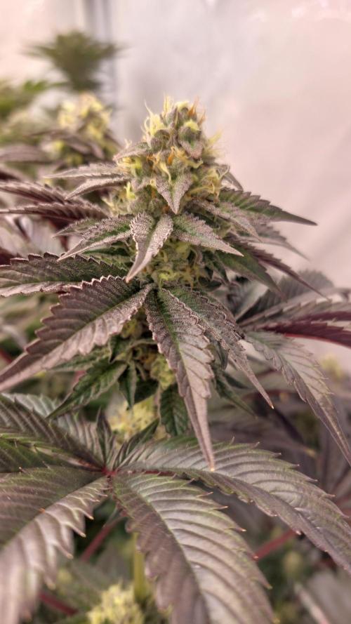Mix Run. Week 14