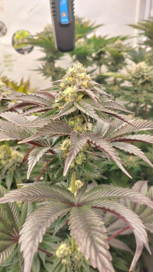 Mix Run. Week 14