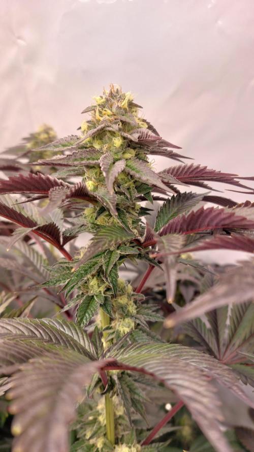 Mix Run. Week 14