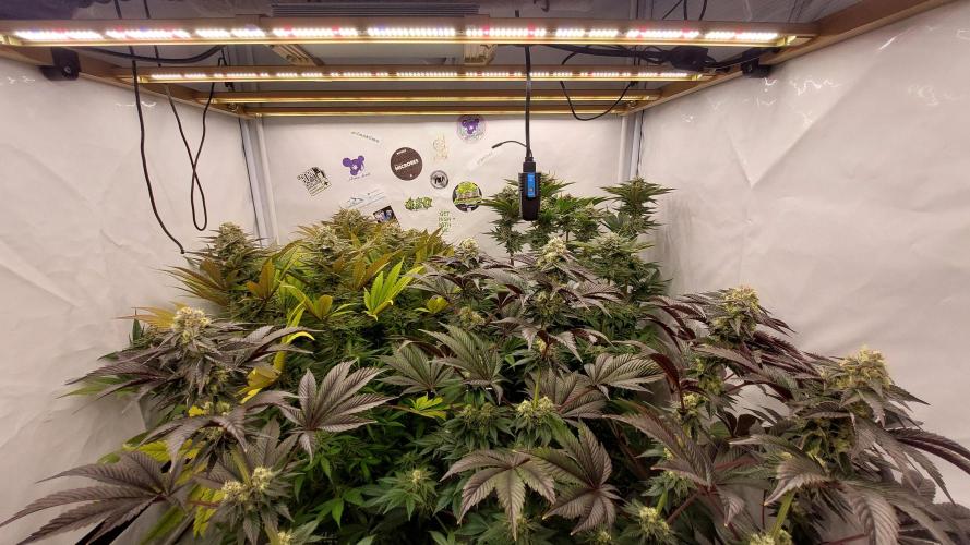 Mix Run. Week 14