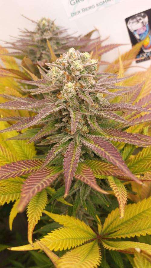 Mix Run. Week 15 - Mental rainbow f1 