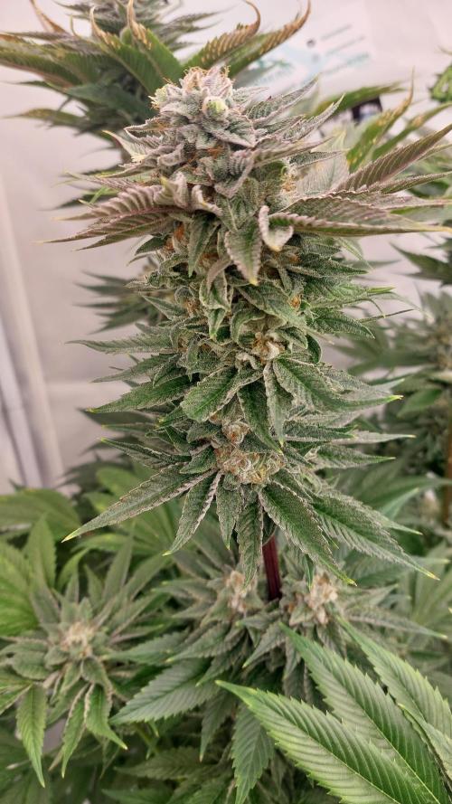 Mix Run. Week 15