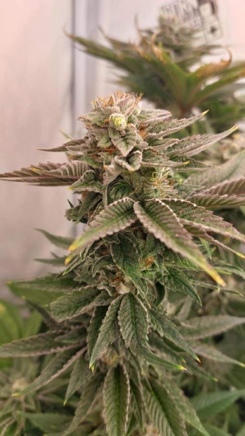 Mix Run. Week 15