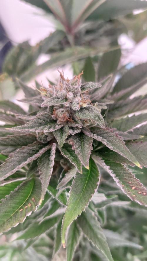 Mix Run. Week 15