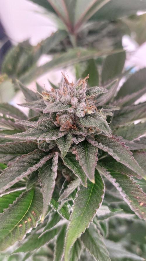 Mix Run. Week 15