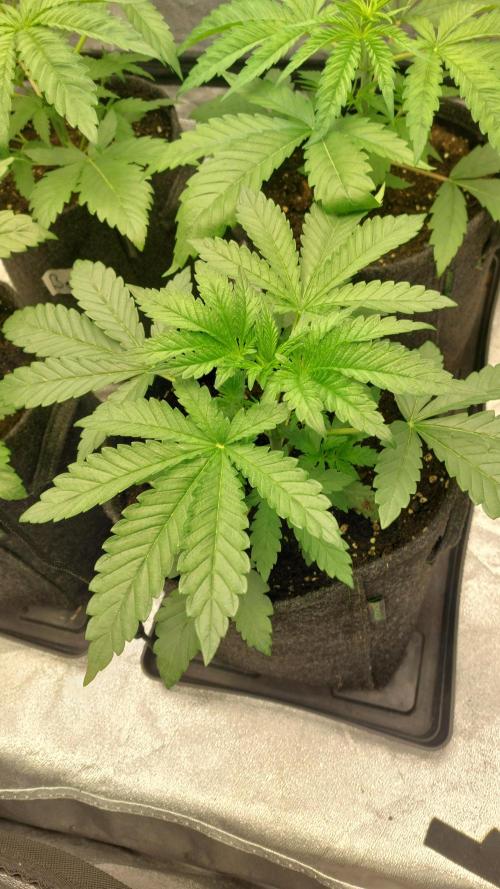 Sensi Seeds x Champelli. Week 3