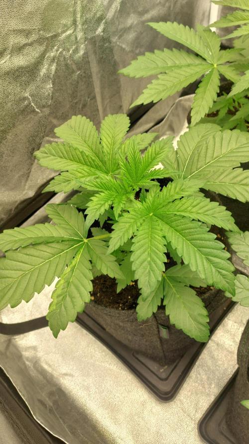 Sensi Seeds x Champelli. Week 3