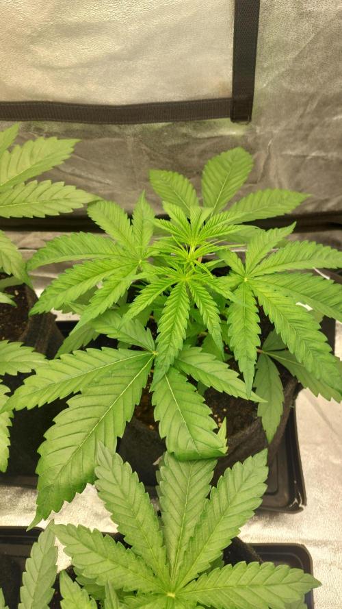 Sensi Seeds x Serge Cannabis. Week 3