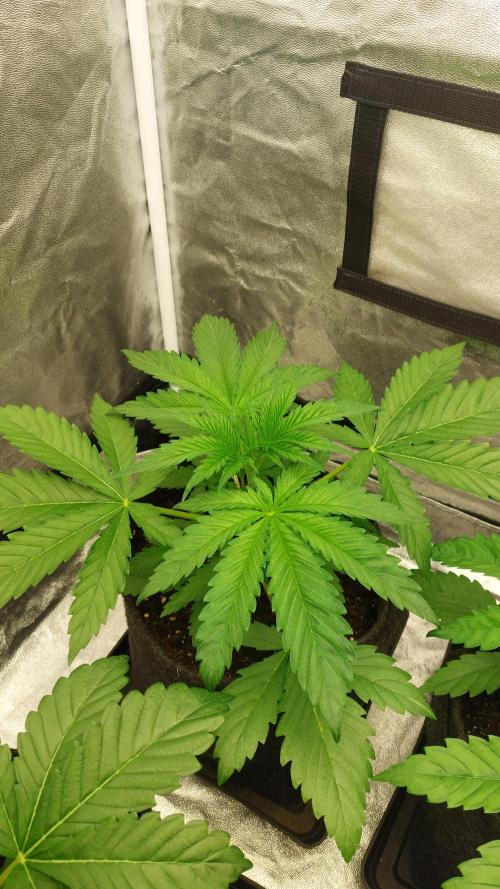 Sensi Seeds x Serge Cannabis. Week 3