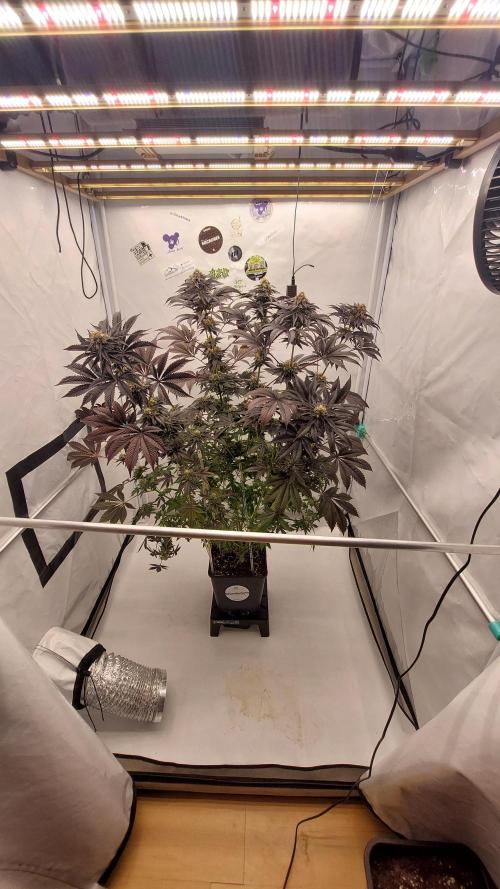 Mix Run. Week 15