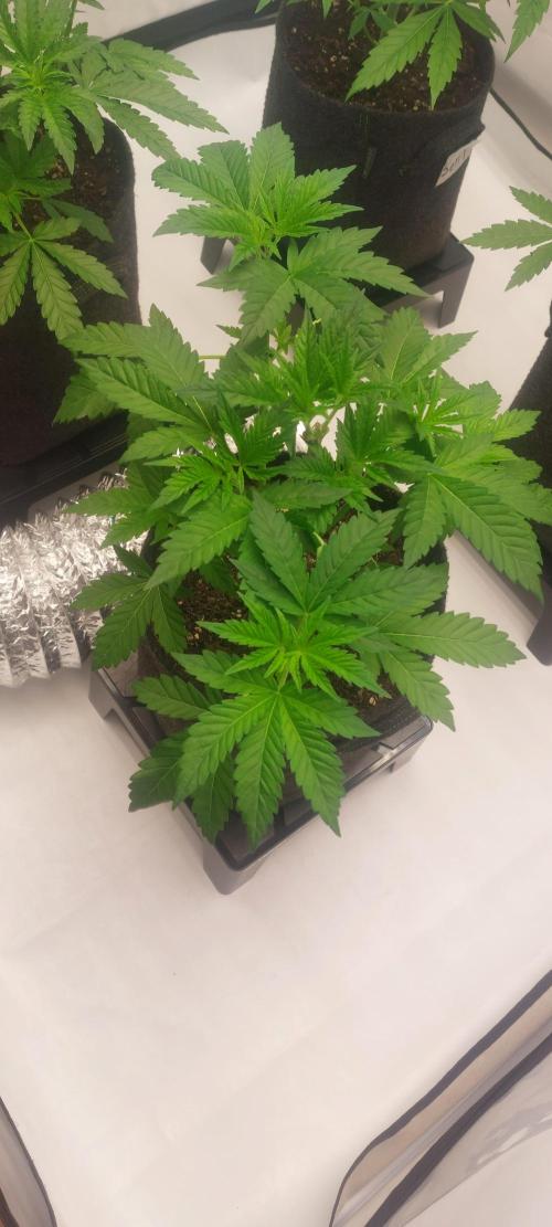 Sensi Seeds x Champelli. Week 4