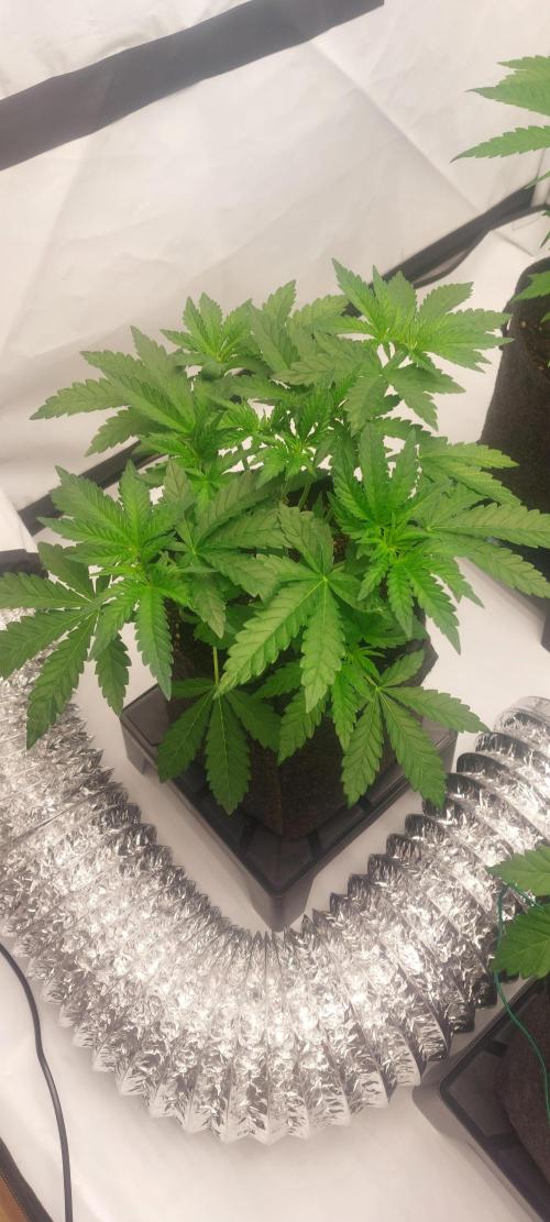 Sensi Seeds x Champelli. Week 4