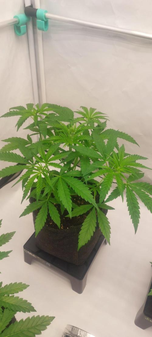 Sensi Seeds x Serge Cannabis. Week 4