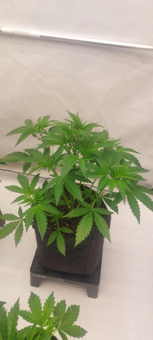 Sensi Seeds x Serge Cannabis. Week 4