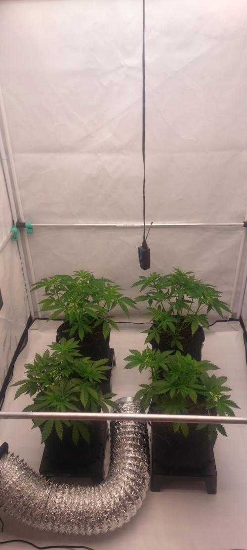 Sensi Seeds x Serge Cannabis. Week 4