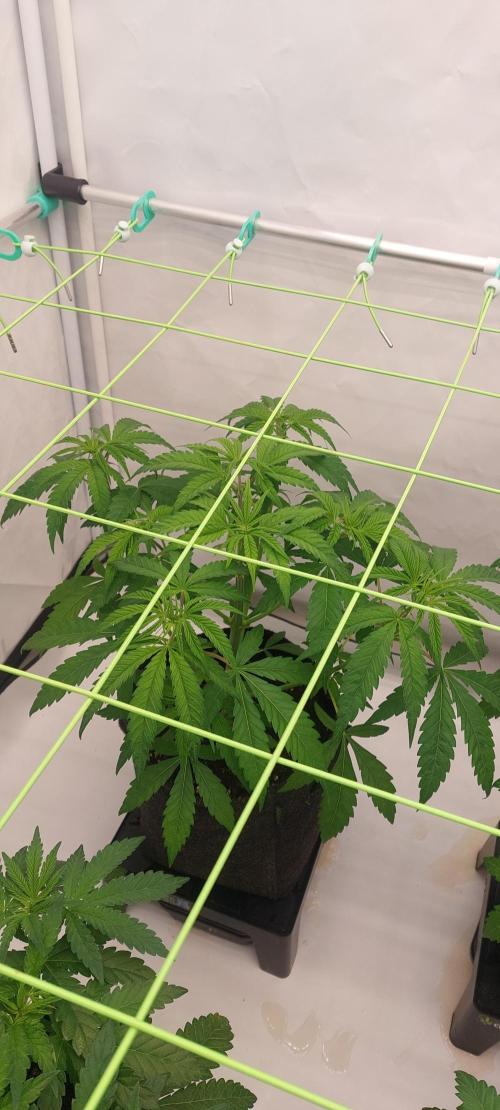 Sensi Seeds x Serge Cannabis. Week 5