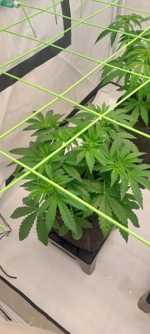 Sensi Seeds x Champelli. Week 5