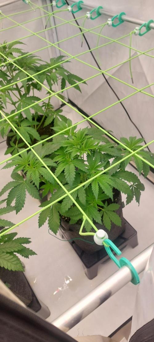 Sensi Seeds x Champelli. Week 5