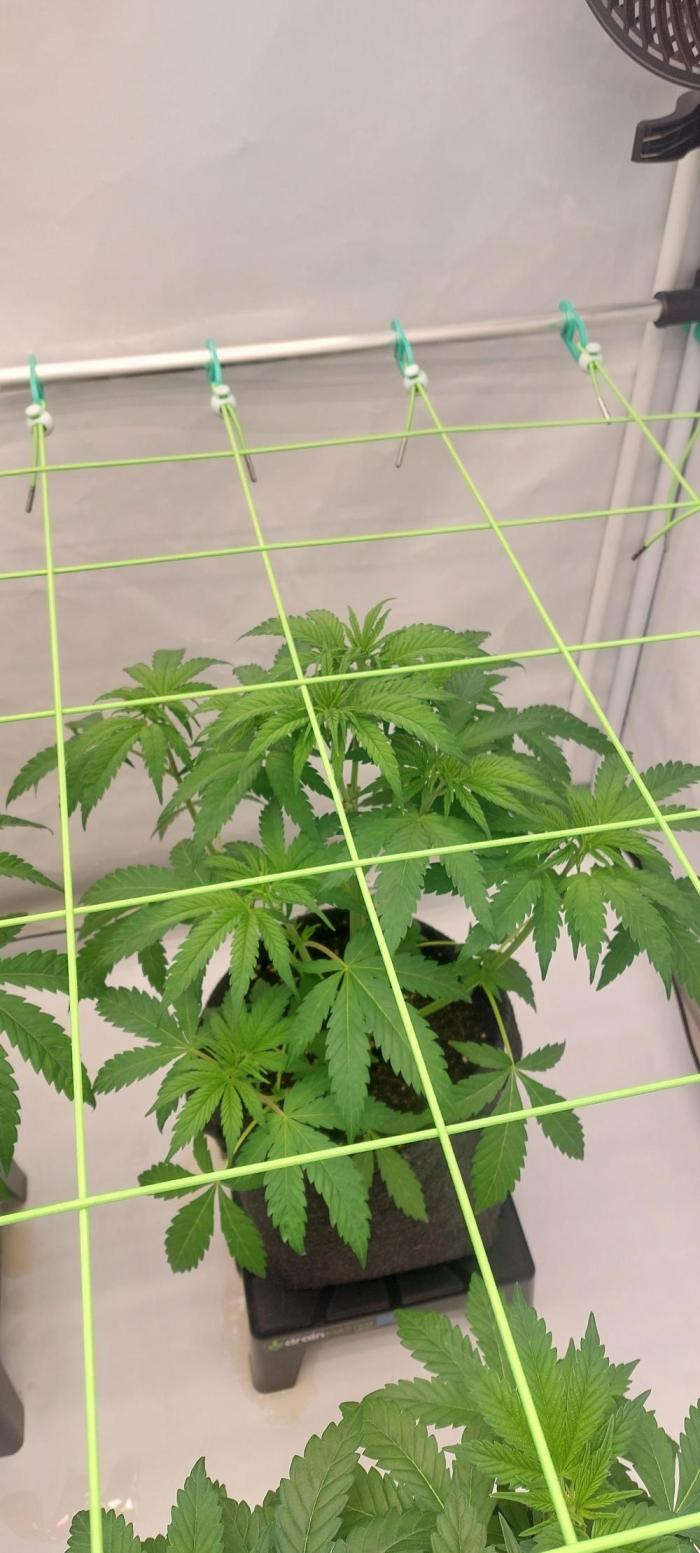 Sensi Seeds x Serge Cannabis. Week 5