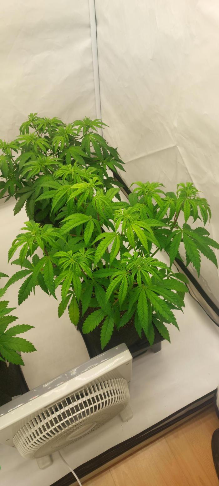 Sensi Seeds x Serge Cannabis. Week 6