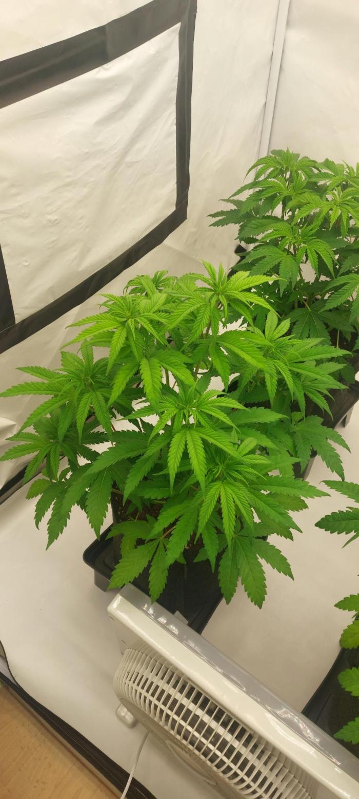 Sensi Seeds x Serge Cannabis. Week 6