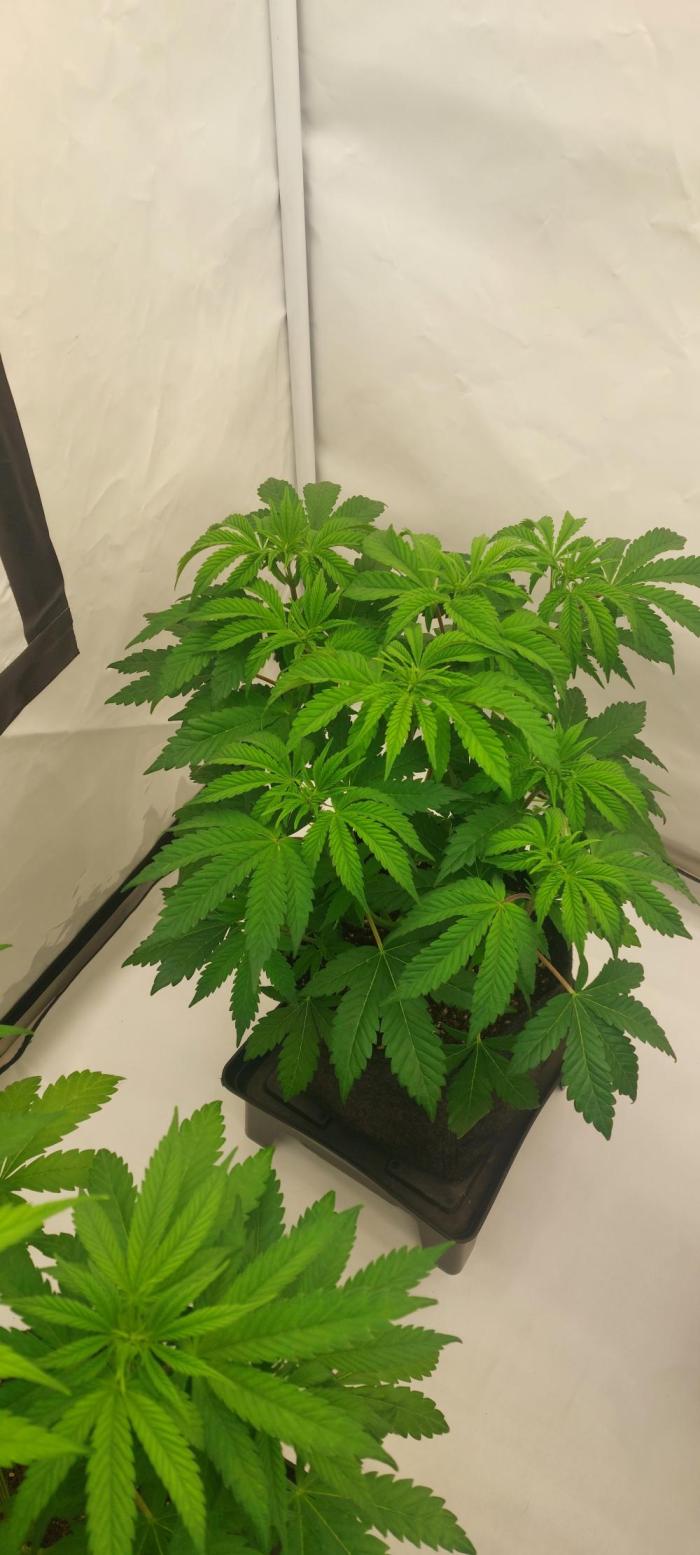 Sensi Seeds x Champelli. Week 6