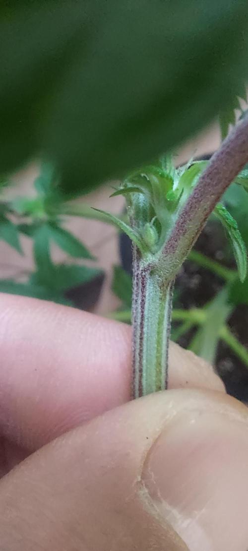 Sensi Seeds x Champelli. Week 7